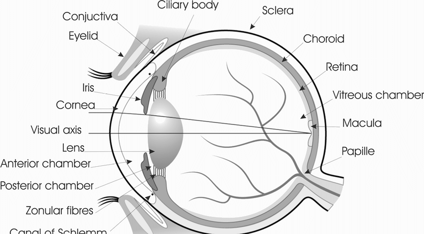 structure of human eye